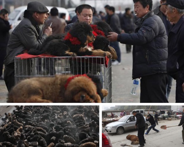 Câu chuyện buồn về cơn sốt chó ngao Tây Tạng: Từ thần khuyển chục tỷ đồng đến bầy chó hoang hàng vạn con bị ruồng bỏ-3