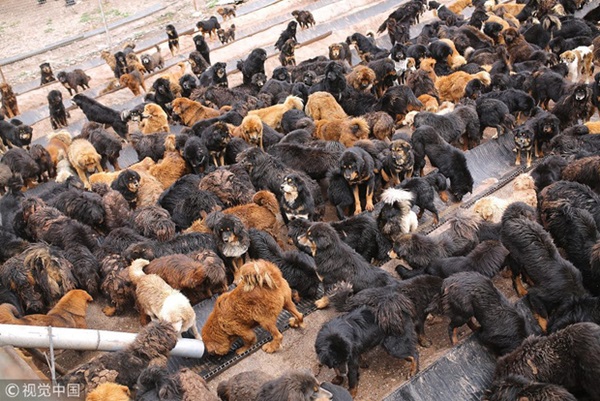 Câu chuyện buồn về cơn sốt chó ngao Tây Tạng: Từ thần khuyển chục tỷ đồng đến bầy chó hoang hàng vạn con bị ruồng bỏ-4