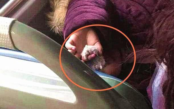 Bé gái 5 tuổi tra tấn con chuột hamster trên xe bus, ai nấy lắc đầu vì người mẹ ngồi cạnh đã không biết dạy cho con-3