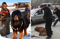 Câu chuyện buồn về 'cơn sốt' chó ngao Tây Tạng: Từ thần khuyển chục tỷ đồng đến bầy chó hoang hàng vạn con bị ruồng bỏ