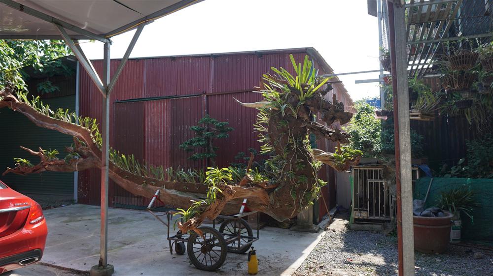 Gốc lan phi điệp tạo dáng rồng, giá ngót nghét bạc tỷ ở Hà Nội-1