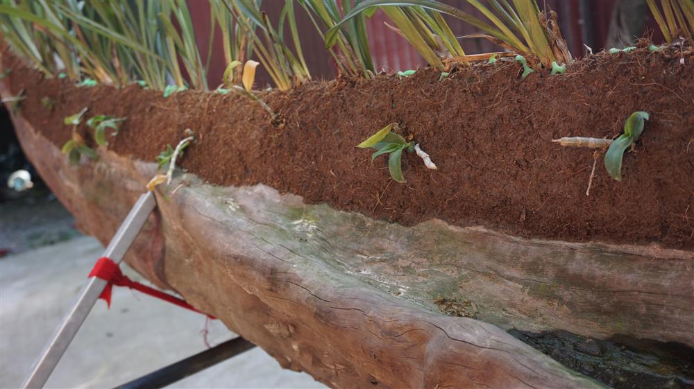 Gốc lan phi điệp tạo dáng rồng, giá ngót nghét bạc tỷ ở Hà Nội-5