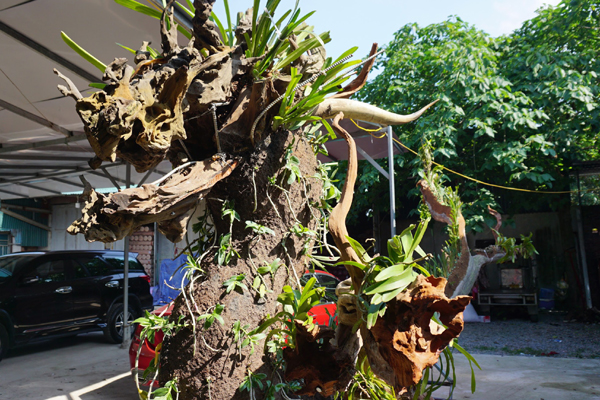 Chiêm ngưỡng tác phẩm Đồi tùng La Hán độc nhất vô nhị giá 350 triệu-11