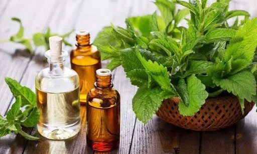 Trồng loại cây này trong nhà, thức ăn ngon cỡ nào gián cũng không dám bén mảng-2