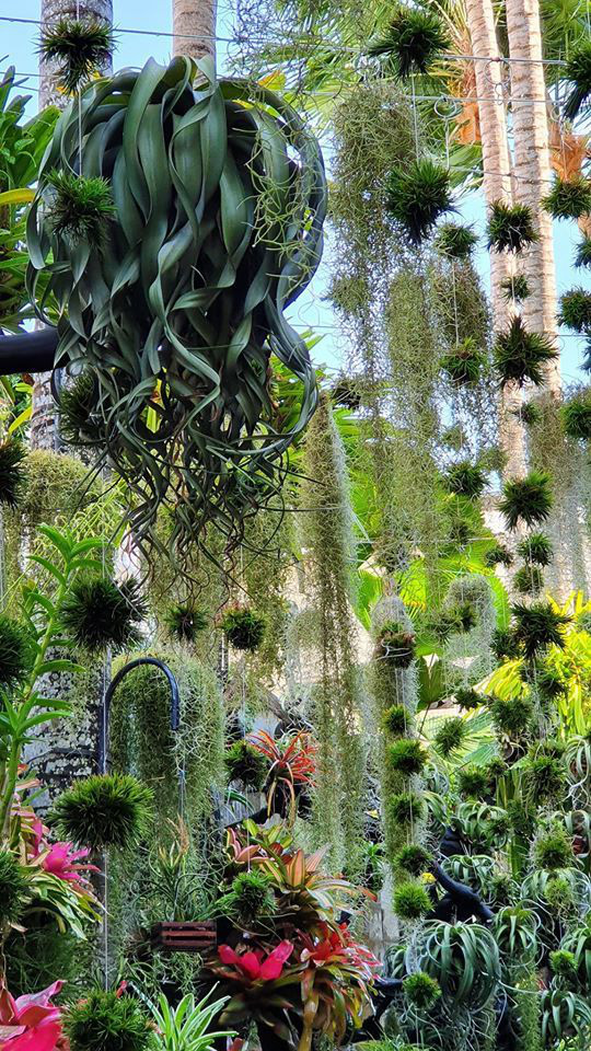 Ngỡ ngàng với khu vườn 300m2 đẹp như tiên cảnh giữa TP Cần Thơ-2