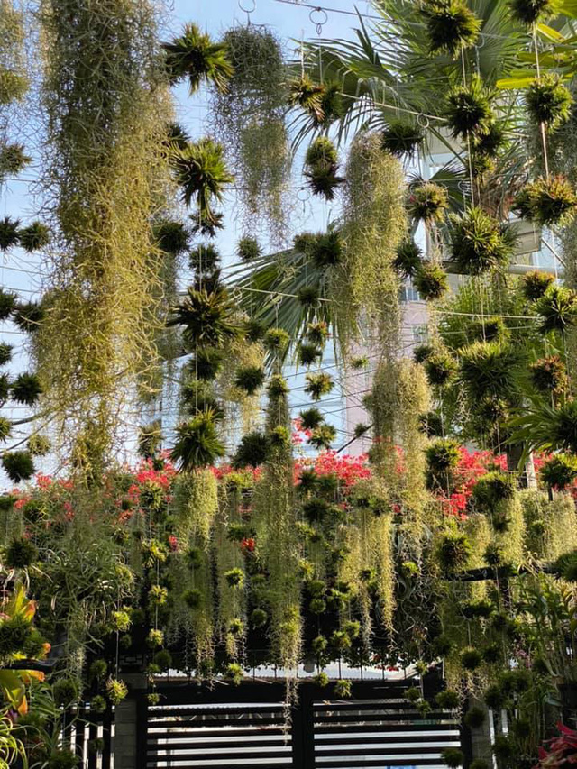 Ngỡ ngàng với khu vườn 300m2 đẹp như tiên cảnh giữa TP Cần Thơ-3