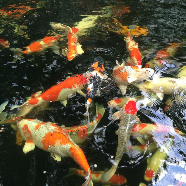 Ngỡ ngàng với khu vườn 300m2 đẹp như tiên cảnh giữa TP Cần Thơ-5