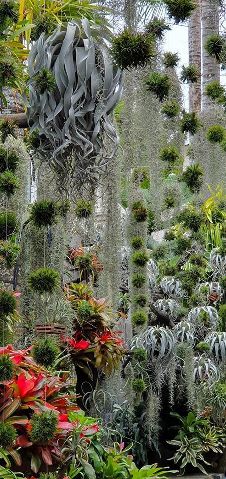 Ngỡ ngàng với khu vườn 300m2 đẹp như tiên cảnh giữa TP Cần Thơ-6