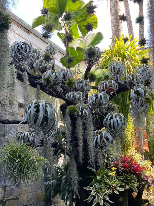 Ngỡ ngàng với khu vườn 300m2 đẹp như tiên cảnh giữa TP Cần Thơ-7