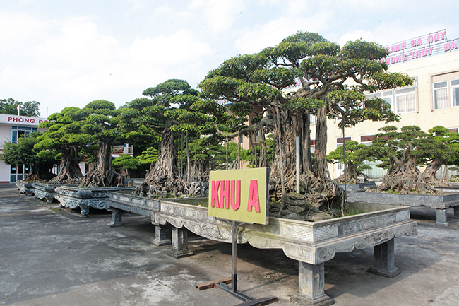 Đại gia Thái Nguyên gây sốt với dàn báu vật trăm tuổi giá triệu USD-1