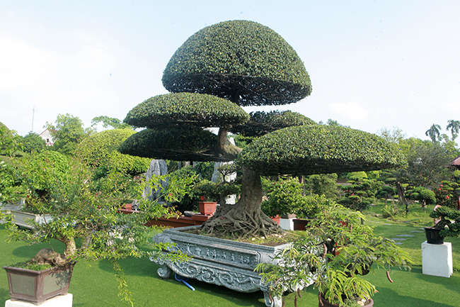 Đại gia Thái Nguyên gây sốt với dàn báu vật trăm tuổi giá triệu USD-11