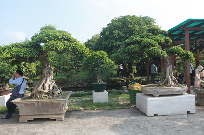 Đại gia Thái Nguyên gây sốt với dàn báu vật trăm tuổi giá triệu USD-12