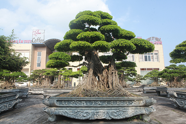 Đại gia Thái Nguyên gây sốt với dàn báu vật trăm tuổi giá triệu USD-13