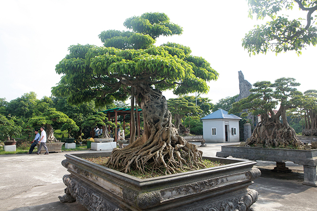 Đại gia Thái Nguyên gây sốt với dàn báu vật trăm tuổi giá triệu USD-14