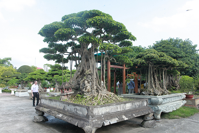 Đại gia Thái Nguyên gây sốt với dàn báu vật trăm tuổi giá triệu USD-15