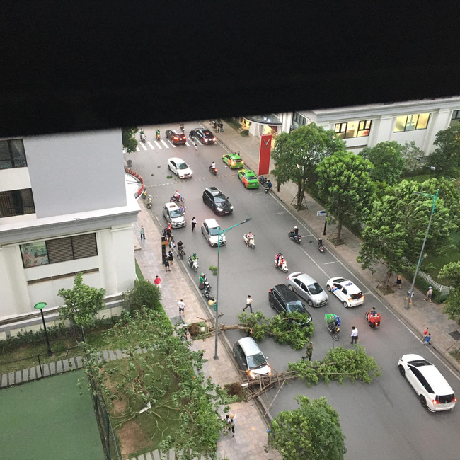 Hà Nội: Cây xanh bật gốc đè trúng ô tô đang chạy trên đường giữa cơn giông bất chợt-1