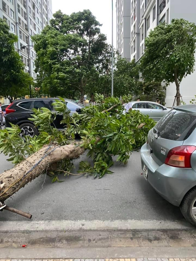 Hà Nội: Cây xanh bật gốc đè trúng ô tô đang chạy trên đường giữa cơn giông bất chợt-3