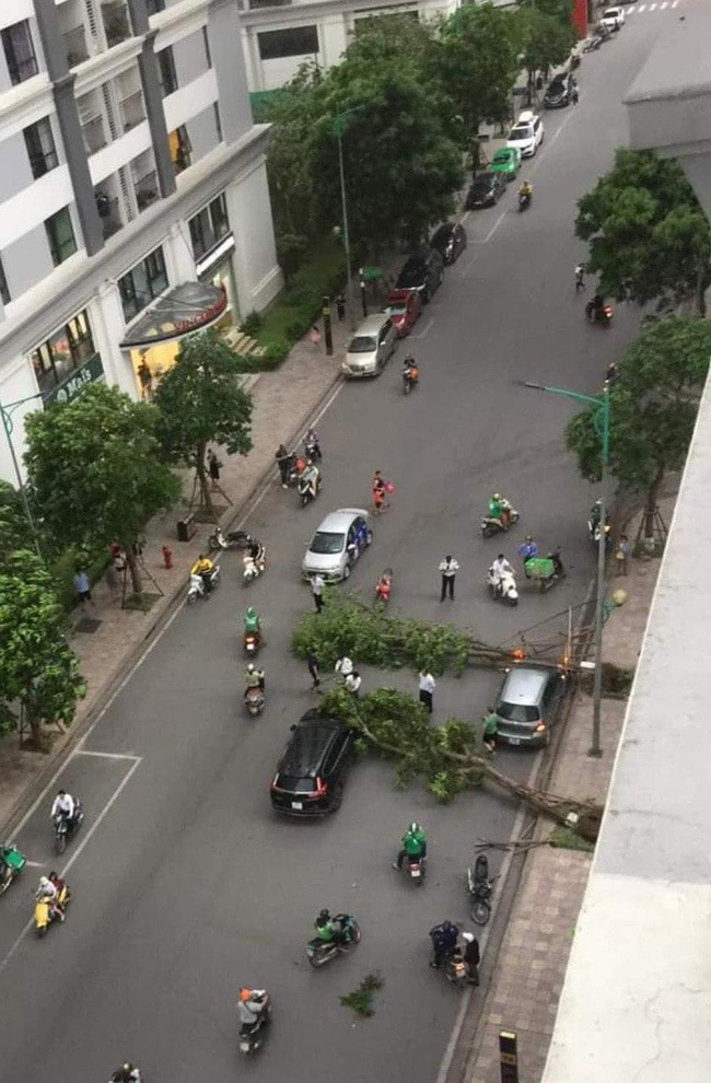 Hà Nội: Cây xanh bật gốc đè trúng ô tô đang chạy trên đường giữa cơn giông bất chợt-4