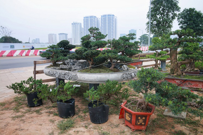 Chiêm ngưỡng tác phẩm Đồi tùng La Hán độc nhất vô nhị giá 350 triệu-10