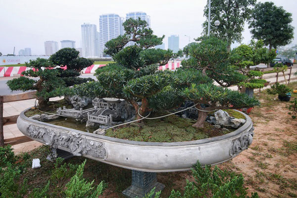 Tay chơi Hà Nội bán nhà trên phố để sở hữu cây tùng hơn 300 năm tuổi-7