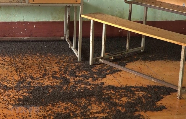 Bọ đậu đen tấn công trường học: Giáo viên, học sinh vất vả chống đỡ-1