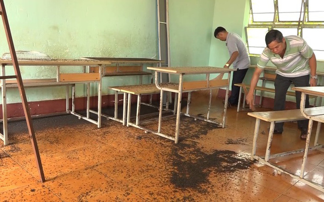 Bọ đậu đen tấn công trường học: Giáo viên, học sinh vất vả chống đỡ-2