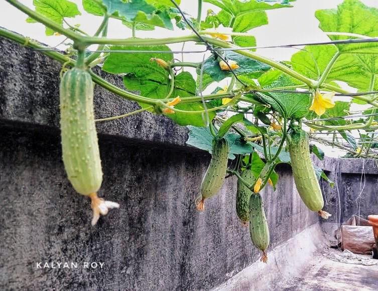 Sân thượng nắng chói chang vẫn trồng cả trang trại rau quả xanh um nhờ bí quyết đơn giản của chàng trai trẻ-7