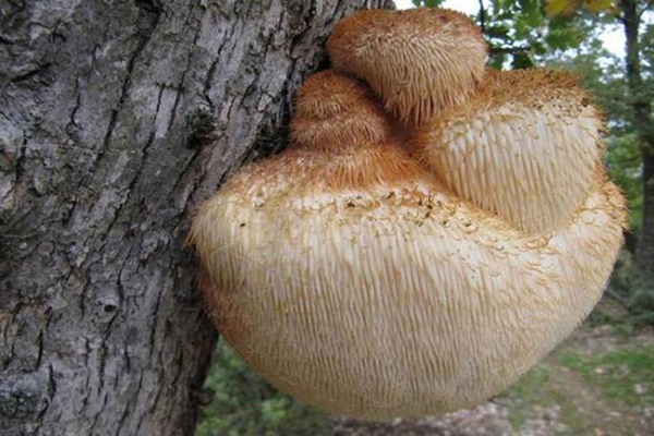 4 loại thực phẩm đầu bảng có thể giúp giảm nguy cơ mắc ung thư, ai cũng nên ăn mỗi ngày-3