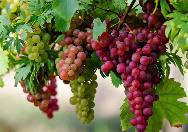 4 loại thực phẩm đầu bảng có thể giúp giảm nguy cơ mắc ung thư, ai cũng nên ăn mỗi ngày-4