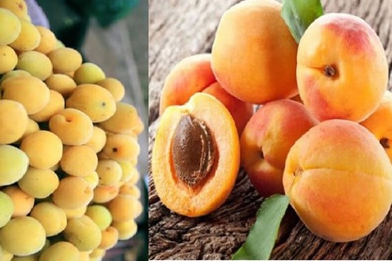 4 loại thực phẩm đầu bảng có thể giúp giảm nguy cơ mắc ung thư, ai cũng nên ăn mỗi ngày
