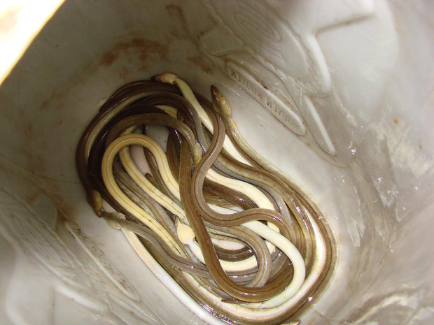 Món gỏi cầu kỳ” nhất Việt Nam: Từ tên gọi, nguyên liệu đến cách thưởng thức đều phức tạp, có tiền chưa chắc ăn được-2