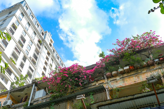 Choáng ngợp những ngôi nhà phủ kín hoa giấy, vạn người mê độc nhất Hà Nội-10