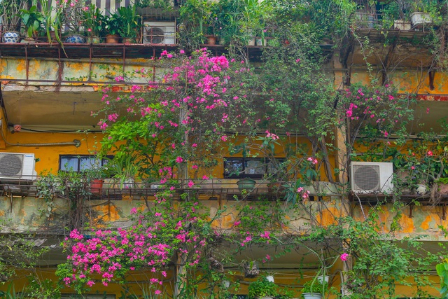 Choáng ngợp những ngôi nhà phủ kín hoa giấy, vạn người mê độc nhất Hà Nội-11