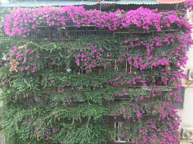 Choáng ngợp những ngôi nhà phủ kín hoa giấy, vạn người mê độc nhất Hà Nội-15