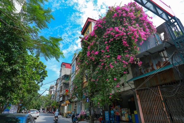 Loại cây mọc hoang ven đường, đại gia mua giá 3 tỷ gây xôn xao-16