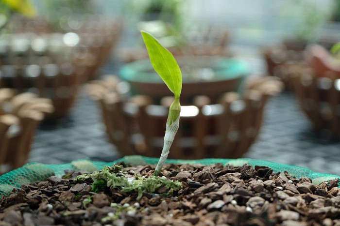 Vườn lan đột biến hơn 100 loại, gần 10 tỷ ở Mê Linh-2