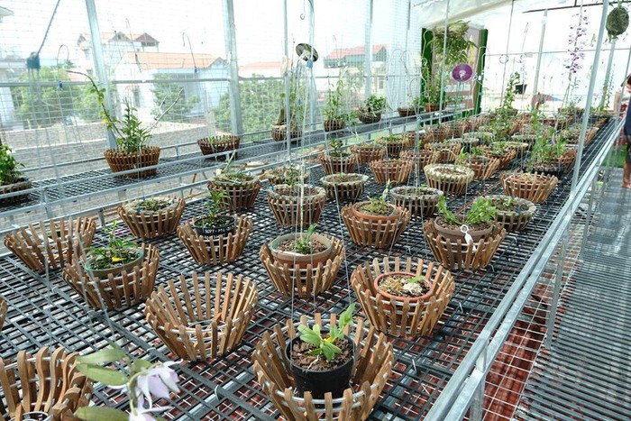 Vườn lan đột biến hơn 100 loại, gần 10 tỷ ở Mê Linh-10
