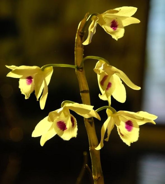 Vườn lan đột biến hơn 100 loại, gần 10 tỷ ở Mê Linh-11