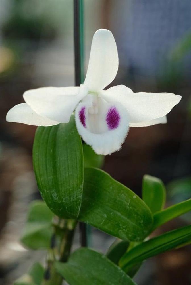 Vườn lan đột biến hơn 100 loại, gần 10 tỷ ở Mê Linh-12