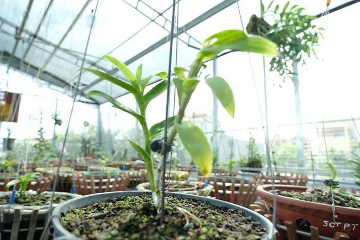Vườn lan đột biến hơn 100 loại, gần 10 tỷ ở Mê Linh-13