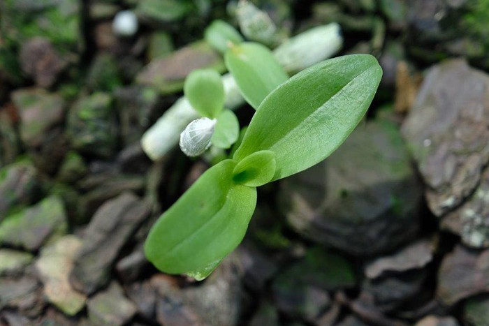 Vườn lan đột biến hơn 100 loại, gần 10 tỷ ở Mê Linh-14