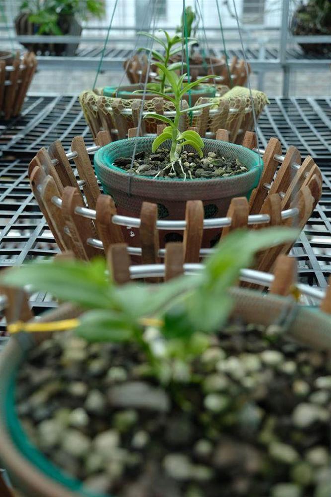 Vườn lan đột biến hơn 100 loại, gần 10 tỷ ở Mê Linh-5