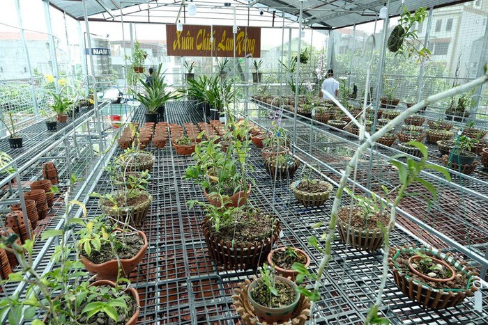 Vườn lan đột biến hơn 100 loại, gần 10 tỷ ở Mê Linh-8
