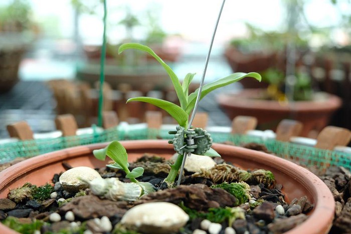 Vườn lan đột biến hơn 100 loại, gần 10 tỷ ở Mê Linh-9