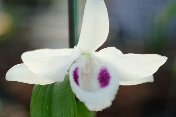 4 triệu/cm, loại lan cực hiếm, hoa đẹp hiếm thấy-5