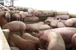 Chỉ 60 ngàn/kg, giá rẻ vẫn khó nhập đủ thịt lợn cho dân ăn-3