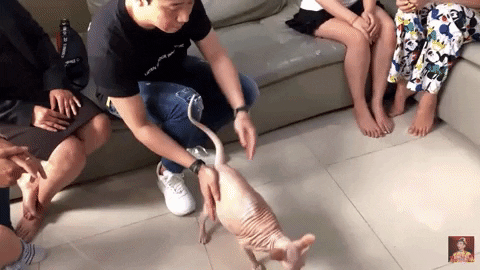 Phút nước sôi lửa bỏng giải quyết chuyện bị loan tin bay lắc nhưng cứ thấy mèo Trấn Thành phải nựng bằng được!-1