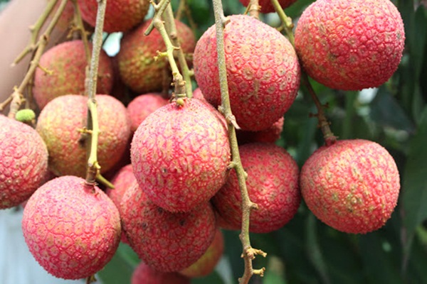 7 loại quả là đặc sản” của mùa hè và những lưu ý cực quan trọng khi ăn-4