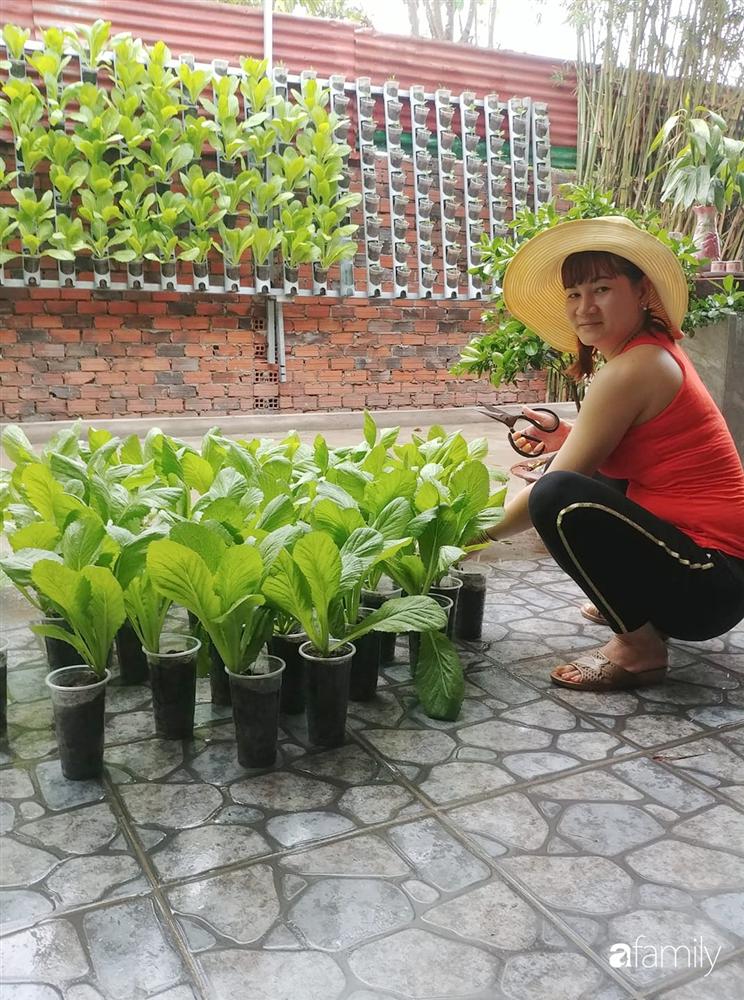 Không có đất trồng rau, mẹ đảm ở Sài Gòn vẫn tạo ra được vườn rau sạch trên tường nhờ tận dụng ống nhựa bỏ đi-2
