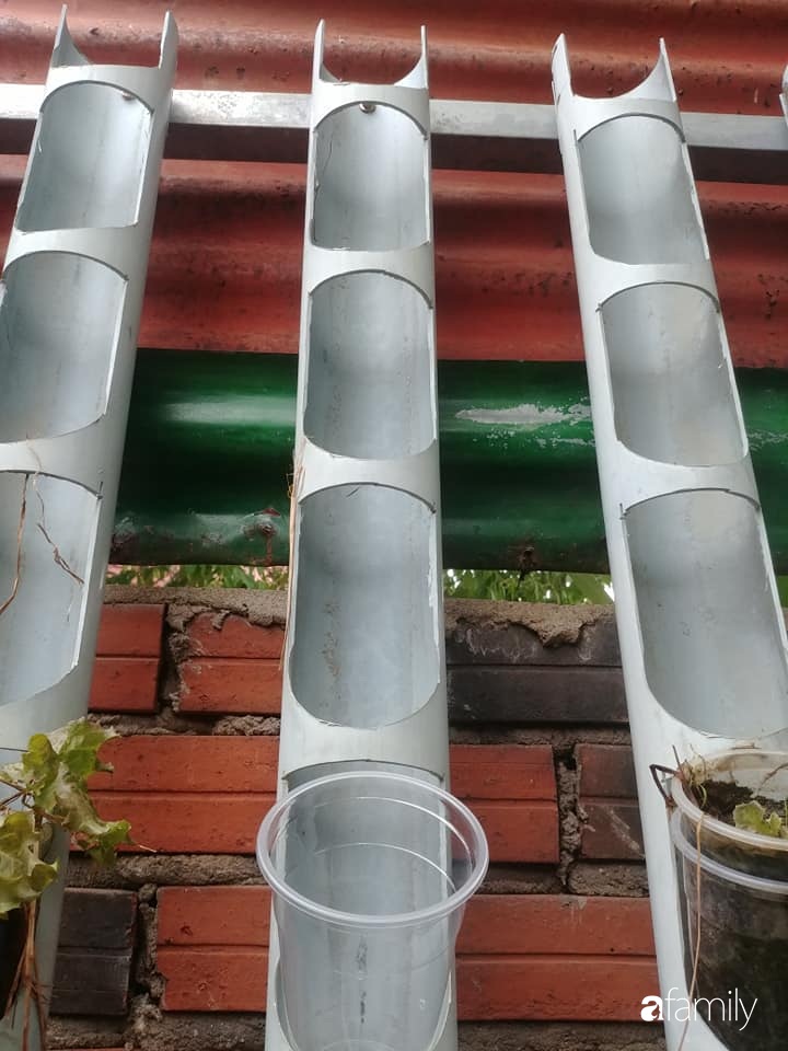 Không có đất trồng rau, mẹ đảm ở Sài Gòn vẫn tạo ra được vườn rau sạch trên tường nhờ tận dụng ống nhựa bỏ đi-5